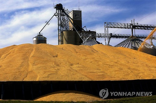 미국 옥수수 [AP=연합뉴스 자료사진]