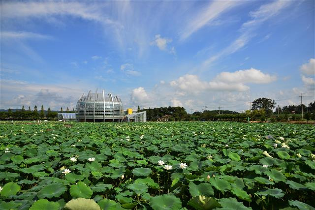 동양 최대 백련 자생지로 멸종 식물로 알려진 가시연꽃 집단서식지인 회산백련지.