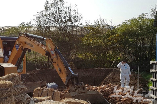 산란계 AI 감염 닭 살 처분 (사진=자료사진)