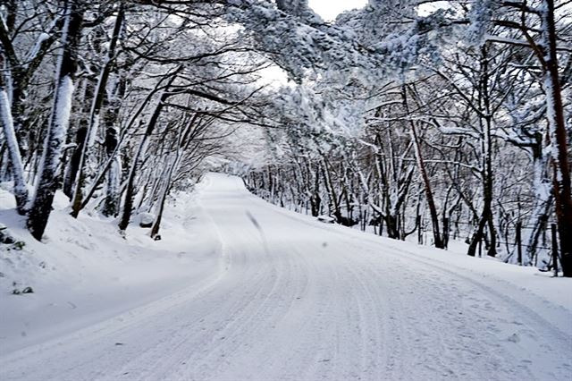 한라산 영실 휴게소 가는 길. 출처 visitjeju.net