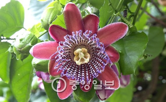 시계초(Passion flower) : 남미 원산지인 이 꽃은 시계모양을 가지고 있다고 하여 시계초라고 불린다. 5장의 꽃잎과 5장의 꽃받침은 유다와 베드로를 제외한 10명의 예수님 제자들을 상징한다. 화관은 가시면류관, 5개의 수술은 5개의 성흔, 3개의 암술은 예수님 몸에 박힌 3개의 못 자국을 상징한다고 여겨져 예수수난의 꽃(Passion flower)으로 불린다. 열매는 음료수나 아이스크림, 케이크 등 고급 디저트 재료로 쓰인다.