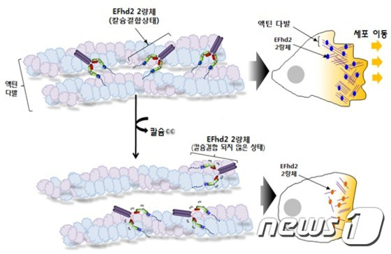 인간 EFhd2의 액틴다발형성 메커니즘 모식도© News1