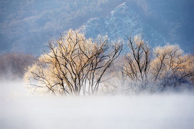 올 겨울 최강 한파에 춘천 소양강 상고대가 활짝 피어나 환상적인 풍경을 보여주고 있다.