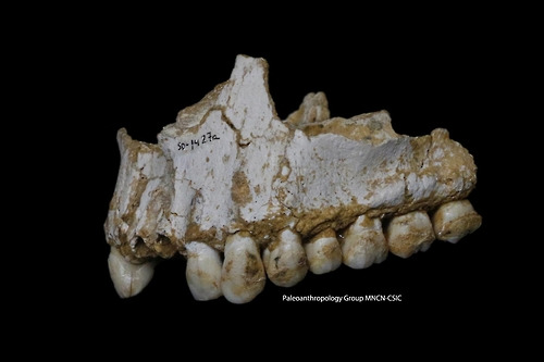 스페인 엘 시드론 동굴에서 발견된 네안데르탈인의 뼈화석. [Paleoanthropology Group MNCN-CSIC 제공=연합뉴스]