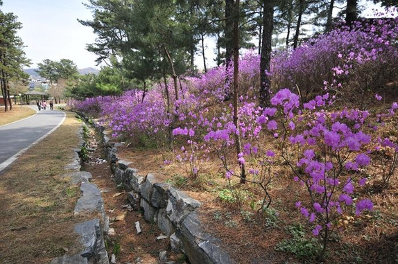 물향기수목원의 봄