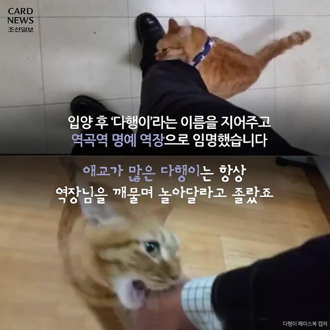  행방불명된 다행이를 찾습니다 | 인스티즈