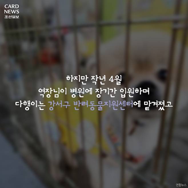  행방불명된 다행이를 찾습니다 | 인스티즈