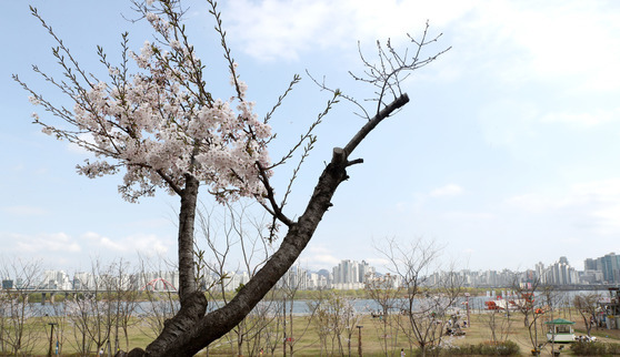 동풍의 영향으로 오랜만에 맑게 겐 하늘을 배경으로 여의도 벚꽃이 피어나고 있다.