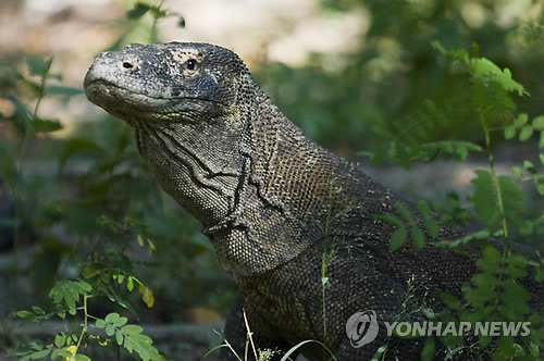 인도네시아 코모도 왕도마뱀의 모습. [연합뉴스·EPA 자료 사진]