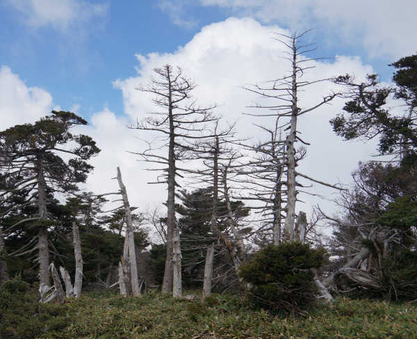 한라산에서 세계최대 규모 구상나무숲이 빠른 속도로 고사하고 있다.  제주도 제공
