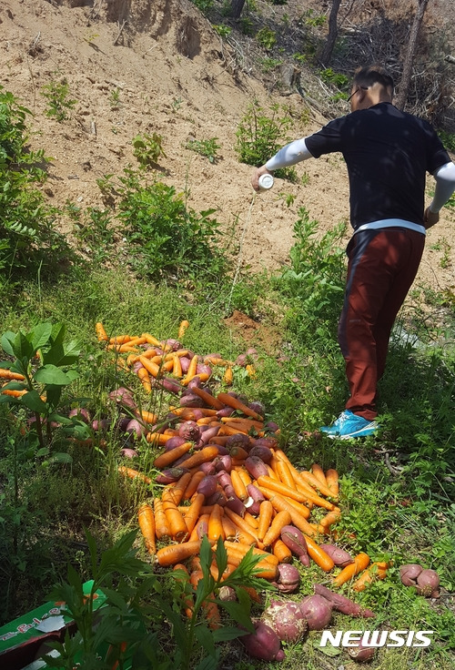 【옥천=뉴시스】이성기 기자 = 지난 8일 충북 옥천군 관계자가 멧돼지가 산에서 내려오는 것을 예방하기 위해 청성면 화성리 야산에 당근, 고구마 등의 먹이를 주고 있다.2017.06.09(사진=옥천군 제공)  <a href="mailto:sklee@newsis.com">sklee@newsis.com</a>