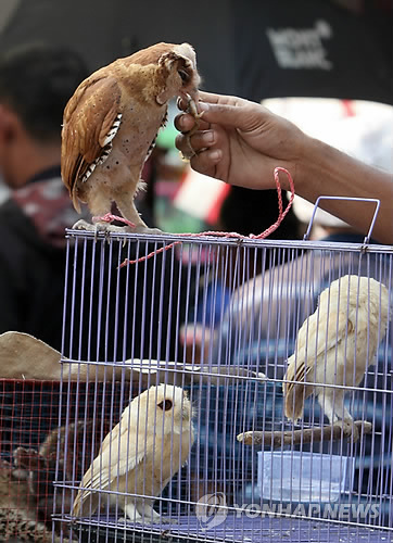 2014년 9월 1일 인도네시아 수도 자카르타의 야생동물 시장인 자티느가라 시장에서 한 판매원이 야생 올빼미들에게 먹이를 주고 있다.[EPA=연합뉴스자료사진]
