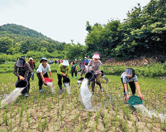 심각한 가뭄이 북한의 식량난을 가중시켰다. 노동신문이 지난 6월 29일자에 소개한 가뭄 극복 현장. 양동이로 논에 물을 대고 있다. [연합뉴스]