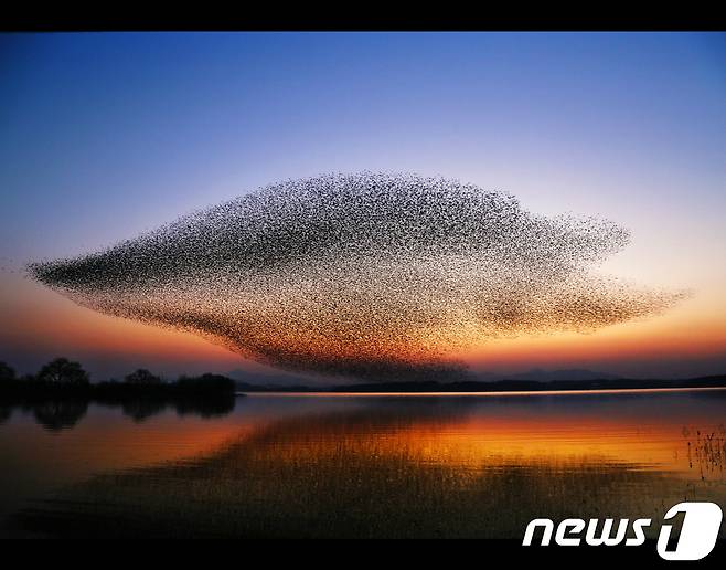 문화체육관광부 장관상(금상)-가창오리 날다 © News1