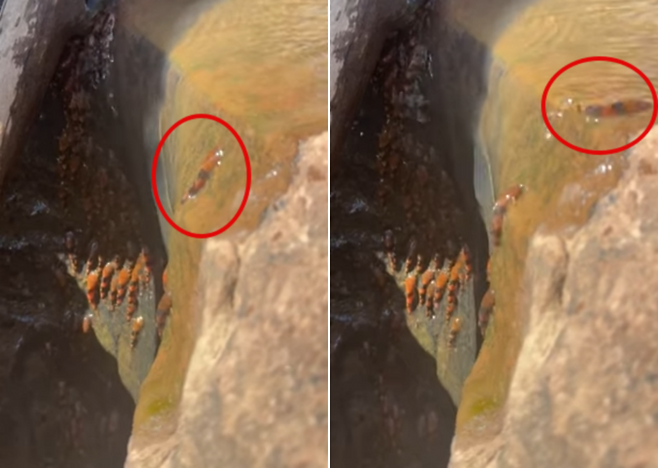 호박벌 메기가 폭포를 기어 오르는 모습. 사진=브라질 마투그로수두술 연방대학교의 마노엘라 마리뉴 교수