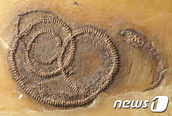독일의 센텐베르크 연구소는 최근 프랑크푸르트 근교 메셀피트에서 '뱀 뱃속에 도마뱀이 있고 도마뱀 뱃속엔 벌레가 있는' 화석을 발견했다. (출처 : Palaeobiodiversity and Palaeoenvironments)