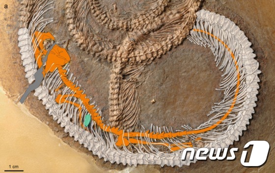 '뱀 뱃속에 도마뱀이 있고 도마뱀 뱃속엔 벌레가 있는' 화석. (출처 : Palaeobiodiversity and Palaeoenvironments) © News1