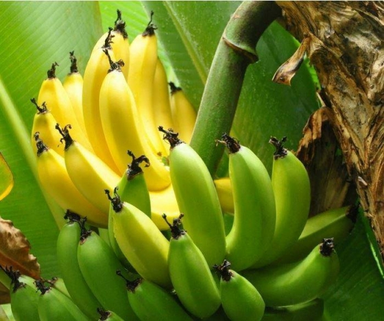 대구의 한 가정집 앞마당에 심은 바나나 나무에 바나나가 열렸다./사진=페이스북 