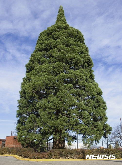 【보이시(미 아이다호주) = AP/뉴시스】 = 아이다호주 보이시 시내의 성누가병원 앞에  서 있던 10층 높이의 거목 세콰이어의 모습.  이 나무는 100년전 미국의 저명한 환경운동가 존 뮤어가 1912년 선물한 묘목으로 10층 높이에 달해 근처의 더 넓은 시유지로 옮겨심게 되었다.
