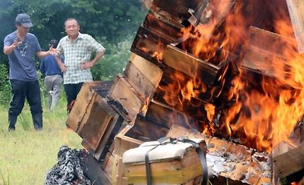 불태워지는 벌통 (곡성=연합뉴스) 박철홍 기자 = 11일 오후 전남 곡성군 죽곡면 보성강변에서 한봉 농민들이 낭충봉아부패병에 걸려 폐사한 벌통을 불태우고 있다. 2018.6.11