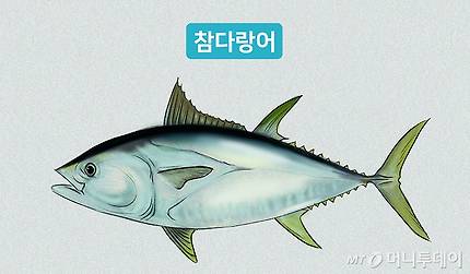참다랑어/디자인=머니투데이 유연수