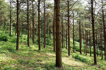 경남도 함양군 함양읍 죽림리 삼봉산 금강소나무 숲.