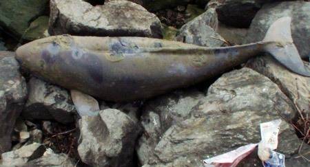 한강 돌고래 발견 한강 돌고래 발견