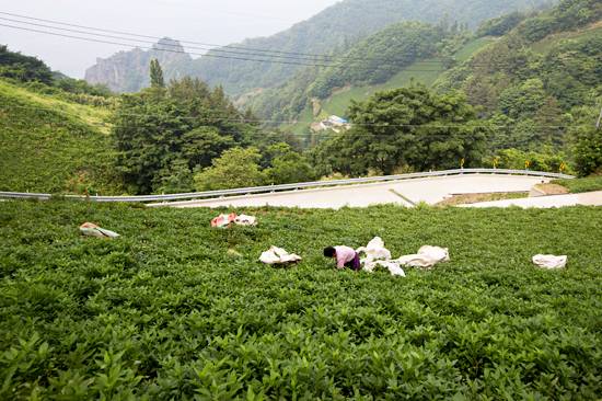 부지갱이를 수확하고 있는 주민