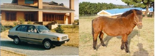 현대자동차 포니2(좌)와 국내 포니의 대명사인 제주마(우). 예전에는 제주 조랑말로 불렸으나 지금은 제주마로 불린다. 천연기념물 제347호로 지정됐으며, 체고는 수컷 115.2㎝ 암컷 117㎝다.