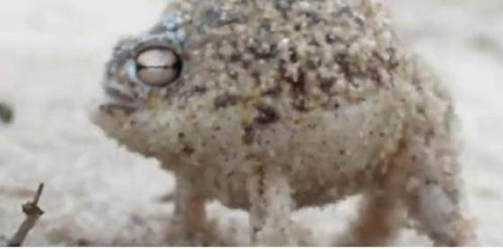 새처럼 '삐익' 소리를 내며 우는 사막비개구리의 울음소리를 담은 영상이 유튜브에서 눈길을 끌고 있다.(사진 해당 영상 캡처)© News1