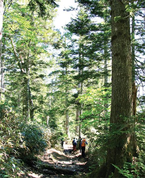 [월간산]마나이다구라에서 아사미시츠겐으로 이어진 웅장한 전나무 숲길.