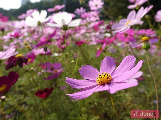 소니 RX100 마크4로 촬영한 사진