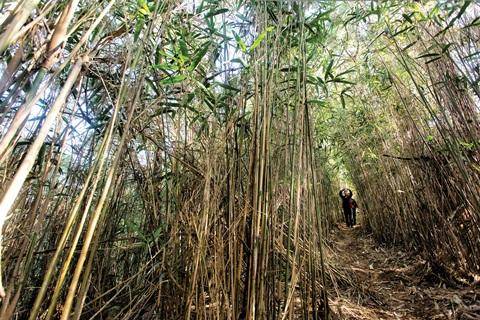 [월간산]정읍사오솔길 1코스 끝 지점 부근에 있는 시누대숲길로 걷고 있다. 시누대가 100m가량 군락을 이루고 있다.