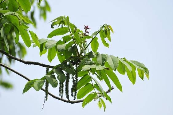 가래나무의 암꽃차례(상)와 수꽃차례(하)