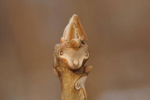 가래나무의 겨울눈