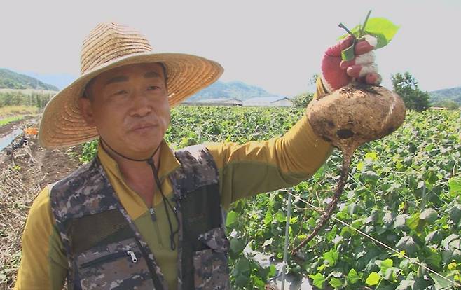 자신의 건강 비결인 히카마를 뽑아서 보여주는 임강환 씨.