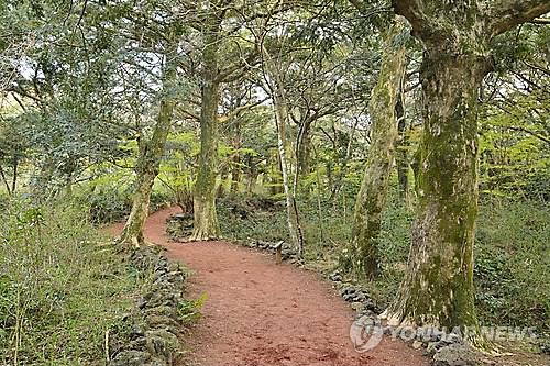 비자림 산책로(연합뉴스 자료사진)