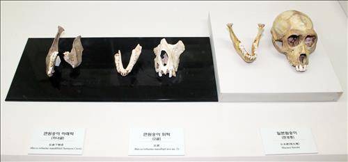 청주 두루봉동굴 유적에서 출토된 큰원숭이 뼈.