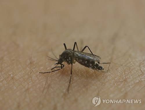 소두증 유발 지카바이러스 옮기는 모기     (상파울루 AP=연합뉴스) 소두증을 유발하는 지카(zika) 바이러스를 옮기는 '이집트 숲모기(Aedes Aegypti)' 암컷.