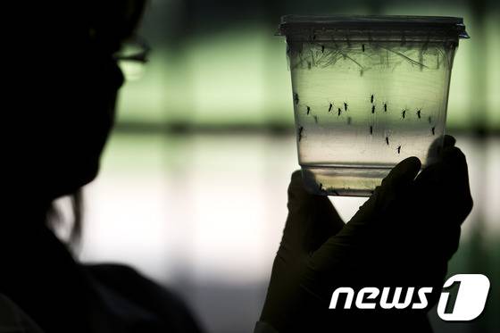 소두증을 유발할 가능성이 있는 것으로  알려진 '지카 바이러스의 감염매개체인 이집트숲모기.  © AFP=뉴스1