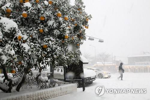 (제주=연합뉴스) 김승범 기자 = 23일 제주도 산간은 물론 시내에도 많은 눈이 내린 가운데 제주시 아라동 길가를 사람들이 지나고 있다. 2016.1.23 bjc@yna.co.kr