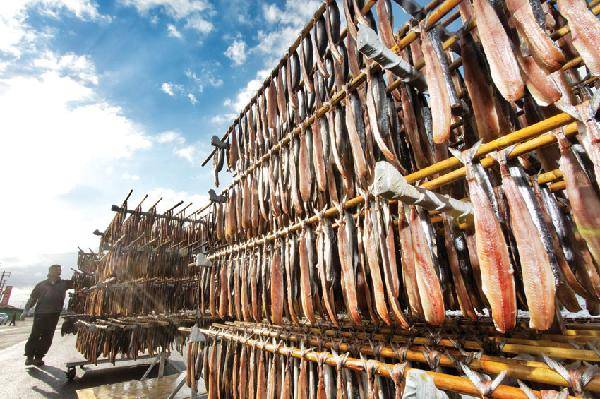 [월간산]포항 구룡포에는 과메기 말리는 풍경이 장관이다. 과메기는 본래 청어로 만들었지만 요즘은 꽁치로 주로 만든다. 배지기 꽁치과메기 건조장.