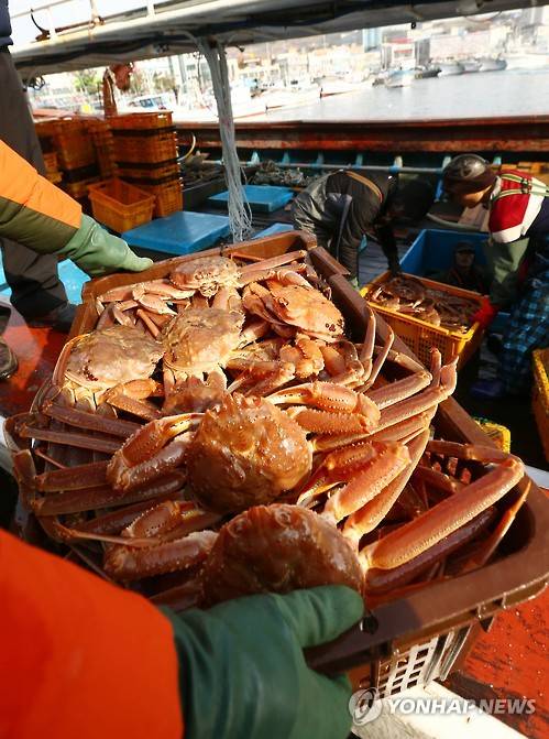 대게 가격 폭등     (포항=연합뉴스) 김준범 기자 = 27일 오전 조업을 마친 선원들이 경북 포항시 구룡포읍 구룡포항 수협에서 대게를 판매하기 위해 운반 작업을 하고 있다. 최근 동해상의 가상악화로 조업이 어려워 대게 가격이 치솟았다. 2016.1.27     psykims@yna.co.kr