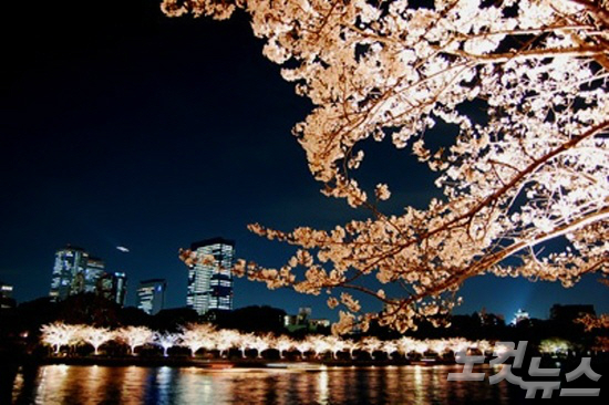오사카 조폐국 벚꽃거리. (사진=재패니안 제공)