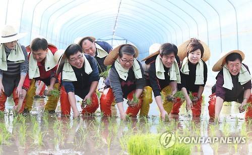 올해 첫 모내기     (이천=연합뉴스) 홍기원 기자 = 1일 오후 경기도 이천시 호법면 안평리 비닐하우스 논에서 조병돈 이천시장을 비롯한 참석자들이 올해 첫 모내기를 하고 있다. 이날 모내기에 사용된 벼 품종은 극조생종 진부올벼로 6월 말쯤 수확 예정이다. 2016.2.1     xanadu@yna.co.kr