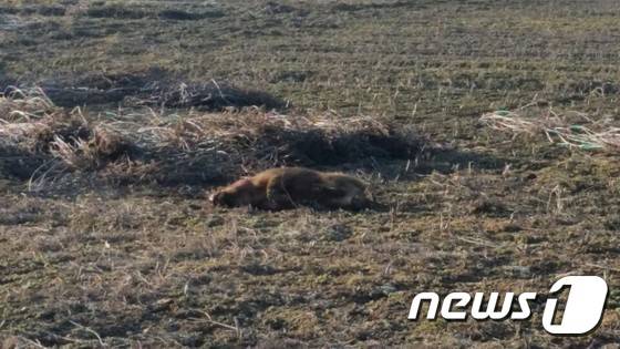 (전주=뉴스1) 박아론 기자 = 7일 오후 3시40분께 전북 전주시 송천동 고내마을 입구 환경사업소 인근 논에서 100~120kg가량의 멧돼지 1마리가 출몰해 경찰이 엽사를 고용해 멧돼지를 현장 사살했다.(전주덕진소방서 제공)2016.2.7/뉴스1 © News1 박아론 기자