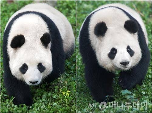 중국이 판다 암수 한쌍을 내달 한국 에버랜드에 보내, 4월부터 일반인 공개가 가능할 전망이다. 현재 한중 2개국은 SNS로 공모한 판다 이름을 놓고 최종 저울질을 하고 있다.