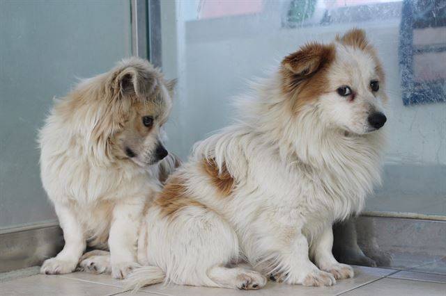 동물자유연대 보호소에서 지내고 있는 사피(왼쪽)과 커피. 동물자유연대 제공