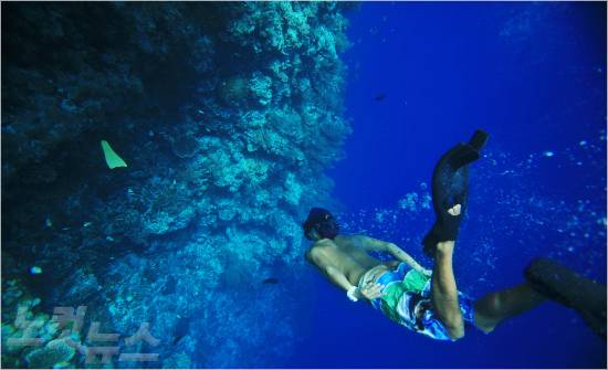 팔라우 어느 바다 속을 들여다 봐도 형형색색의 열대어와 산호초들을 만날 수 있다.(사진=에어텔닷컴 제공)