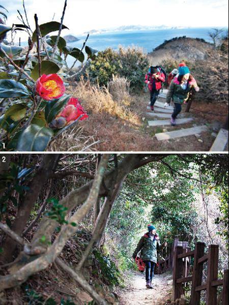 [월간산]1 매물도 해품길에 활짝 핀 동백꽃 옆으로 걷고 있다. 2 매물도 해품길 동백 숲길을 걷고 있다.